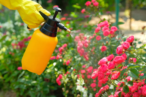  Insecticide for Soil