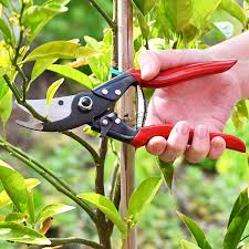 pruner shear