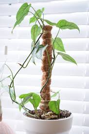 moss stick L 5' W 2"