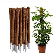 moss stick L 3' W 1"
