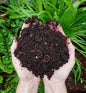 Trashit Compost